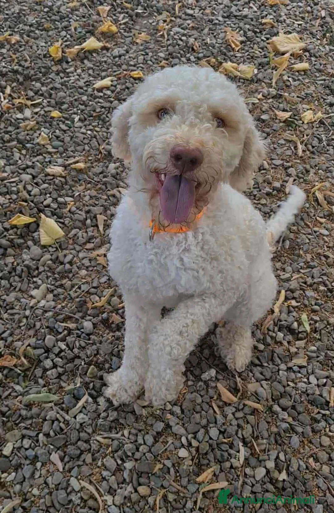 Lagotto cani in regalo: ISOTTA, dolcissima LAGOTTA cerca famiglia! - Annuncio 13