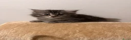 Siberiano gatti in vendita: Cuccioli di Siberiano ipoallergenico - Annuncio 4