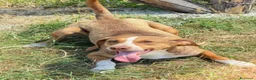 Meticcio cani in regalo: Yago  a Città Metropolitana di Firenze - Annuncio 1