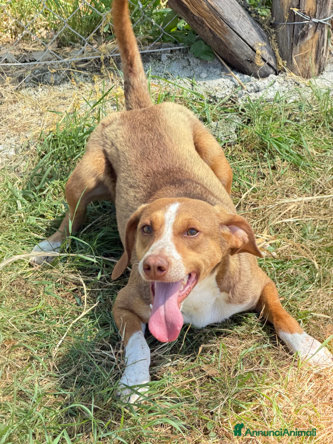 Meticcio cani in regalo: Yago  a Città Metropolitana di Firenze - Annuncio 1