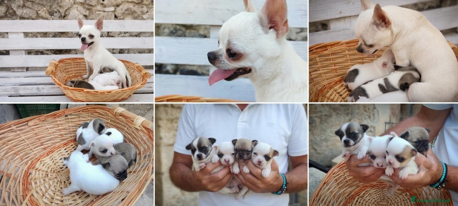 Chihuahua cani Chihuahua toy - Annuncio 2