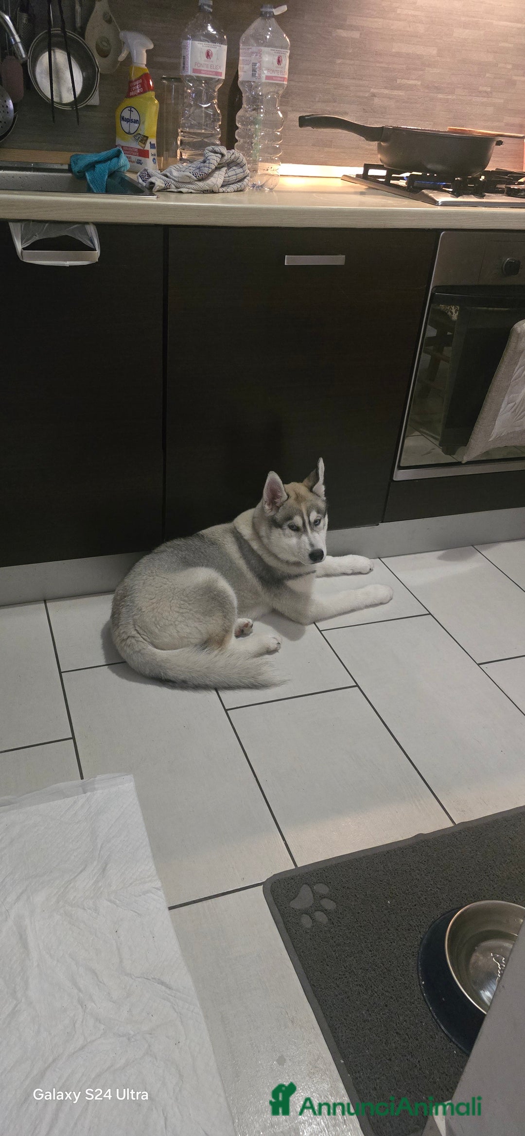 Husky cani in vendita: Cucciola husky a Provincia di Ascoli Piceno - Immagine 4