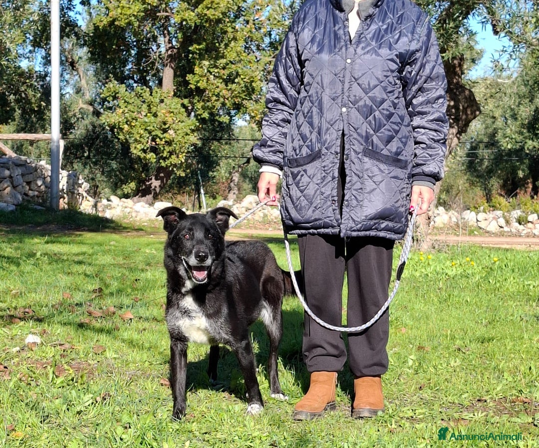 Meticcio cani in regalo: Crik&Crok Cerca Famiglia. Info Monica 3890238584 - Annuncio 2