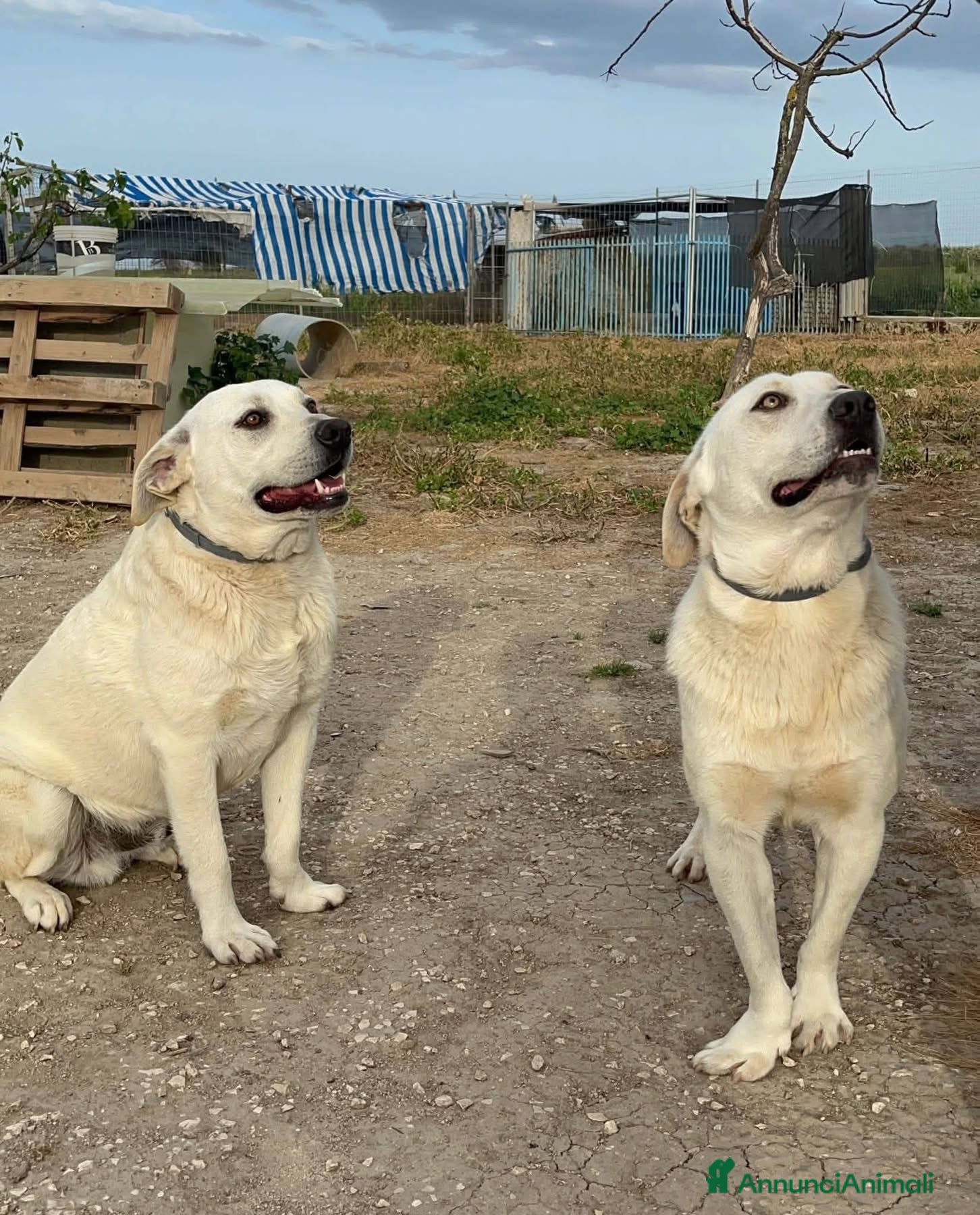 Meticcio cani Jerry e Alvin  - Annuncio 2