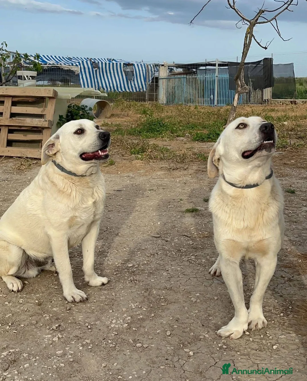 Meticcio cani in regalo: Jerry e Alvin  - Annuncio 2