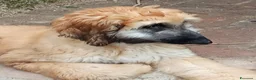 Levriero cani in vendita: BELLISSIMO CUCCIOLO LEVRIERO AFGANO a Provincia di Viterbo - Annuncio 6