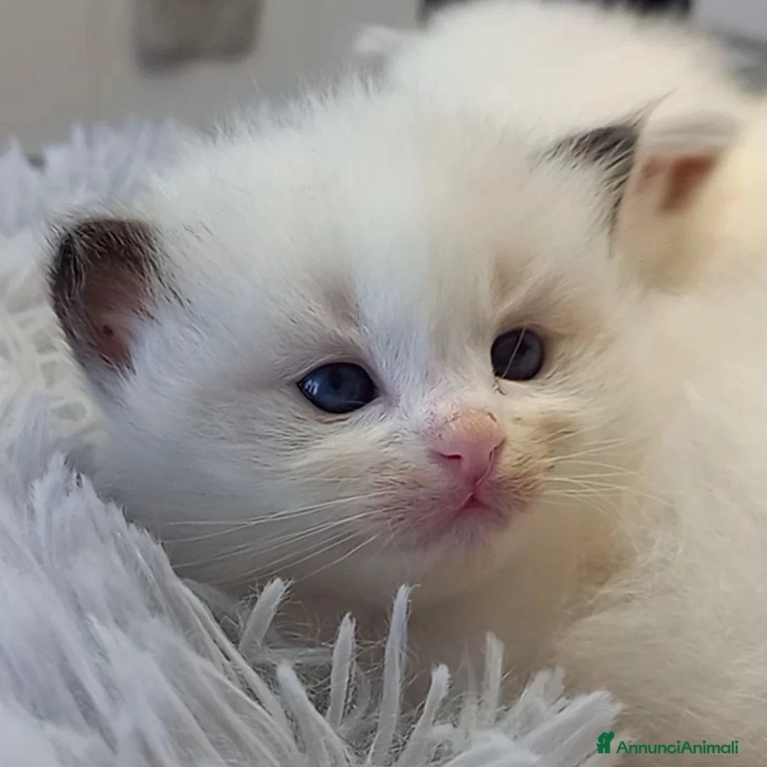 Immagine della galleria {{count}}