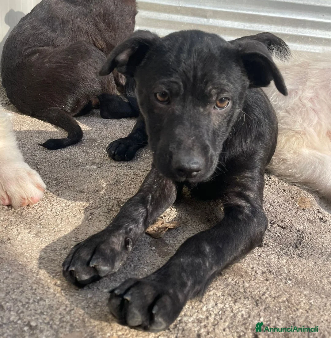Meticcio cani in regalo: IL PICCOLO THEODORE a Città Metropolitana di Firenze - Annuncio 2