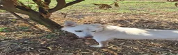 Meticcio cani in regalo: LUNA 🩷 un vulcano di amore e allegria!  😍 a Provincia di Treviso - Annuncio 7
