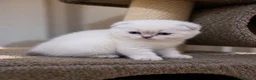 Scottish gatti in vendita: Scottish fold - Annuncio 5
