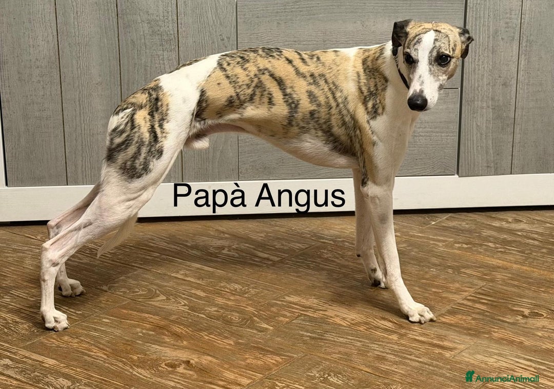 Whippet cani in vendita: Cucciolo levriero Whippet  - Annuncio 7
