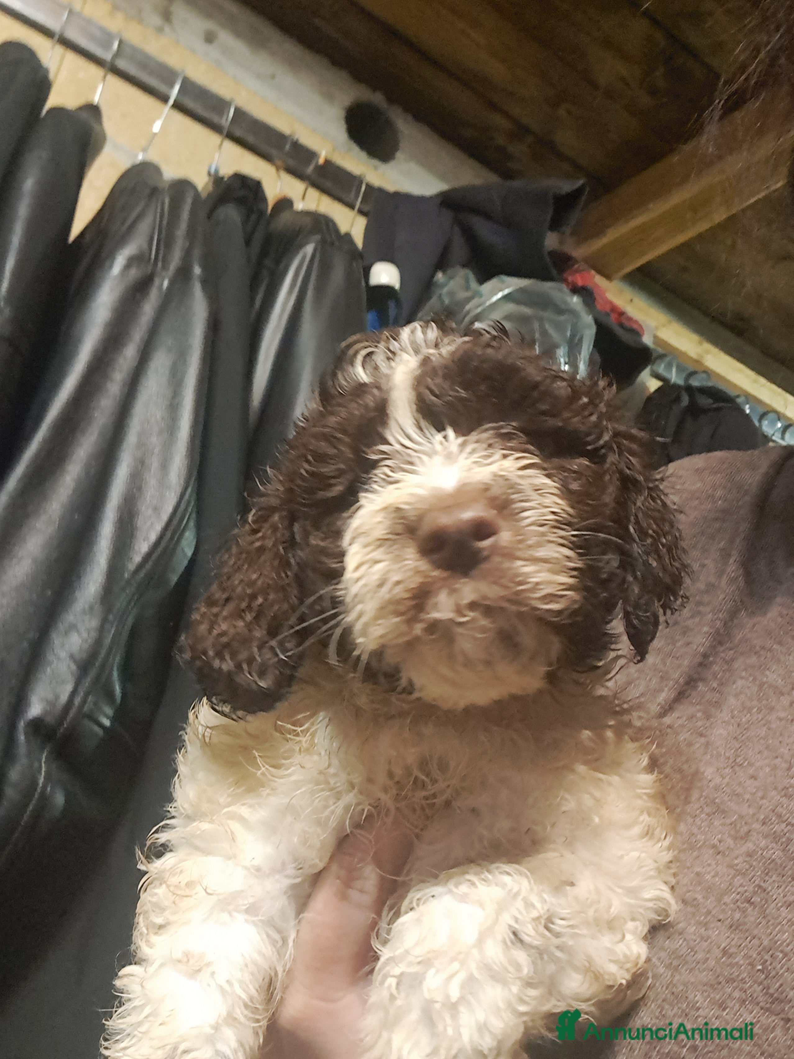 Lagotto cani Cuccioli di Lagotto Romagnolo  - Annuncio 1