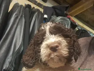 Lagotto cani Cuccioli di Lagotto Romagnolo - Annuncio 3