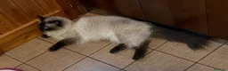 Ragdoll gatti in regalo: Ragdoll - Annuncio 12