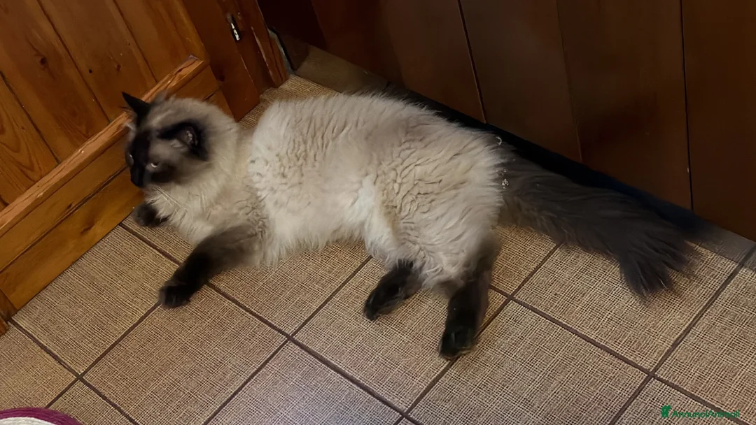 Ragdoll gatti in regalo: Ragdoll - Annuncio 12