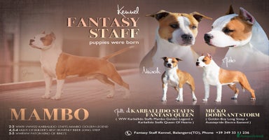 American Staffordshire cani a Città Metropolitana di Torino - Annuncio 2