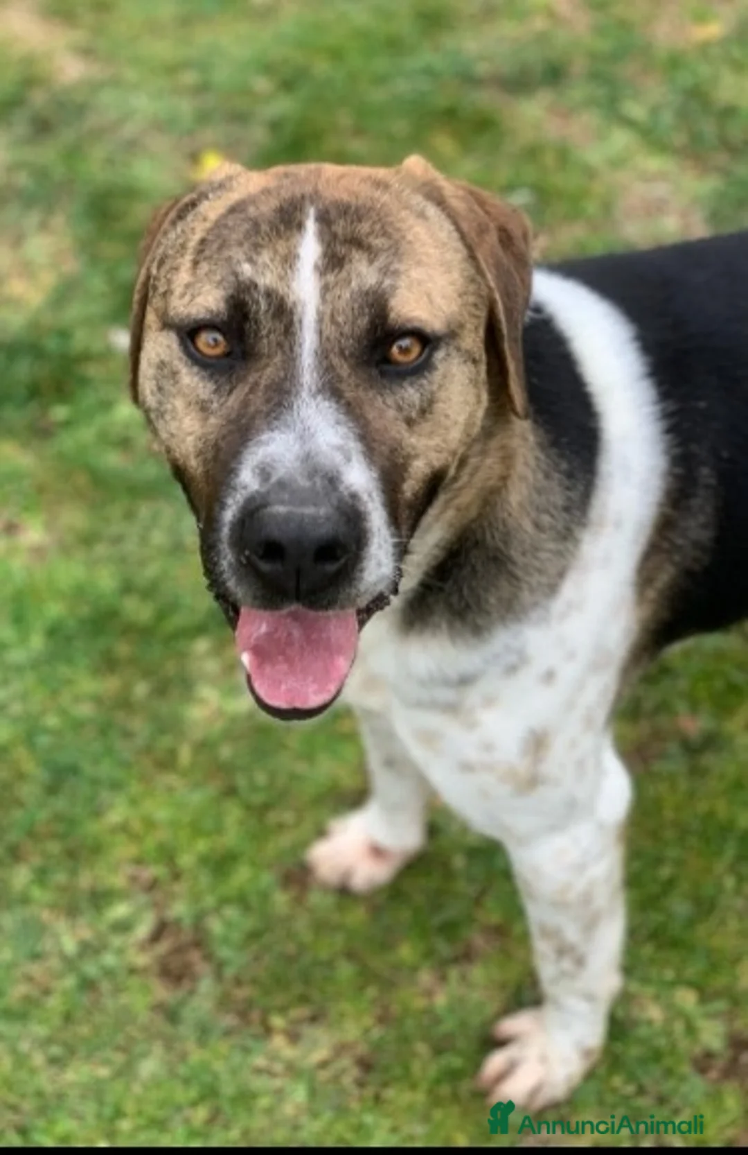 Meticcio cani in regalo: 6/7anni TRASFERITO IN CANILE, NN ESCE MAI!!LAZIO  - Annuncio 2