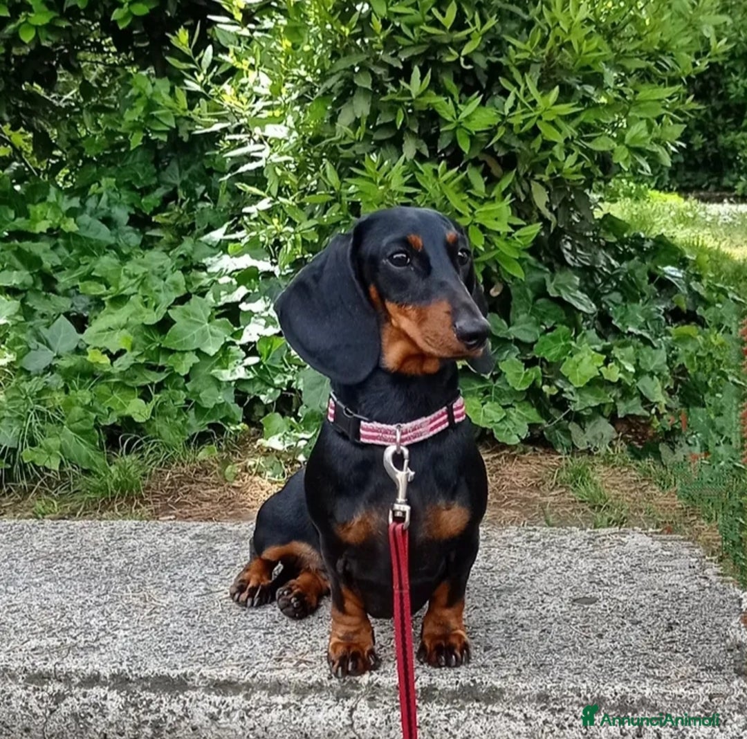 Bassotto cani in vendita: Bassotti Tedeschi Nani a Pelo Corto-Pedigree  - Annuncio 1