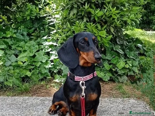 Bassotto cani Bassotti Tedeschi Nani a Pelo Corto-Pedigree - Annuncio 15