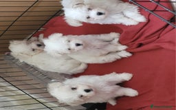 Maltese cani in vendita: Maltese cuccioli con pedigree.  a Provincia di Ferrara - Immagine 2