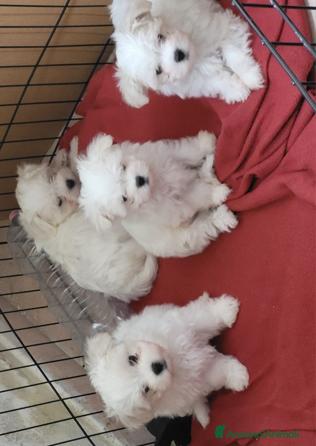 Maltese cani in vendita: Maltese cuccioli con pedigree.  a Provincia di Ferrara - Immagine 2