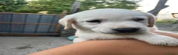 Labrador cani in vendita: Cuccioli di Labrador - Annuncio 5