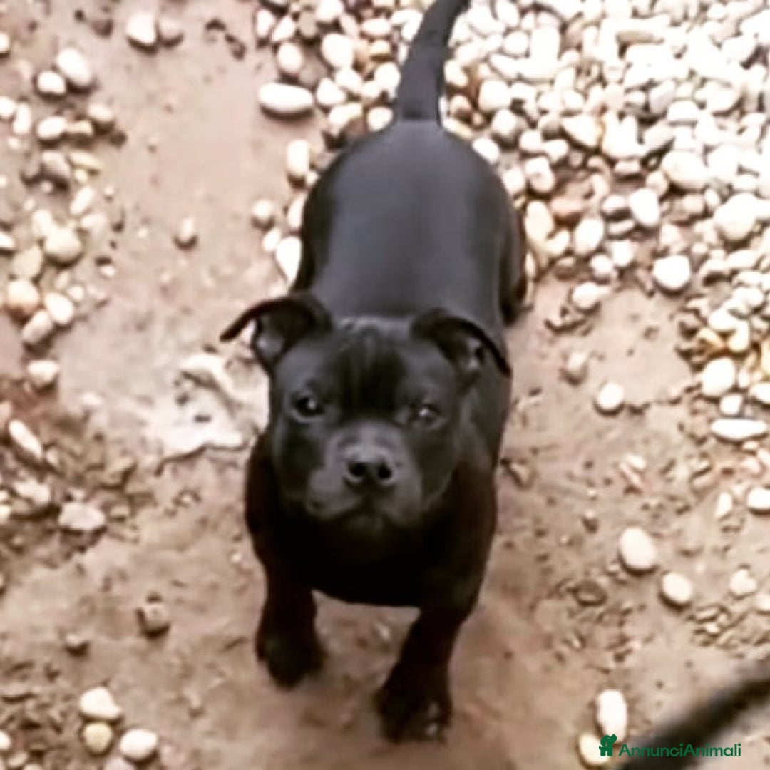 Immagine della galleria {{count}}