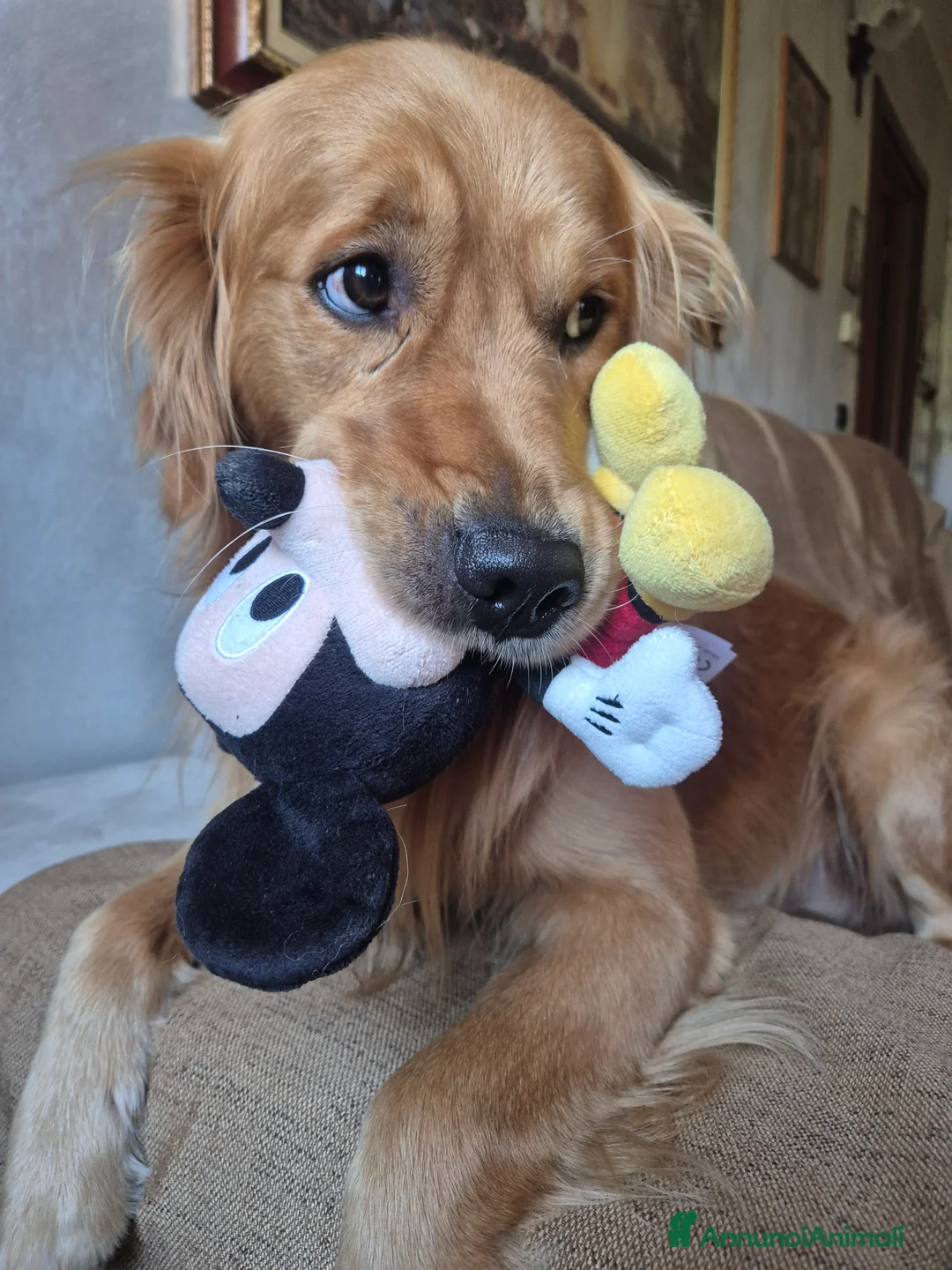 Golden Retriever cani per accoppiamento: Aron cerca fidanzatina - Annuncio 10