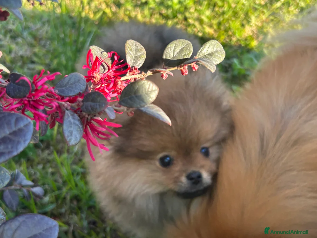 Spitz cani in vendita: Spitz tedesco nano ( Volpino di Pomerania)  - Annuncio 6