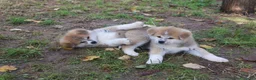 Akita Inu cani in vendita: Cuccioli di Akita da allevamento ENCI - Annuncio 4
