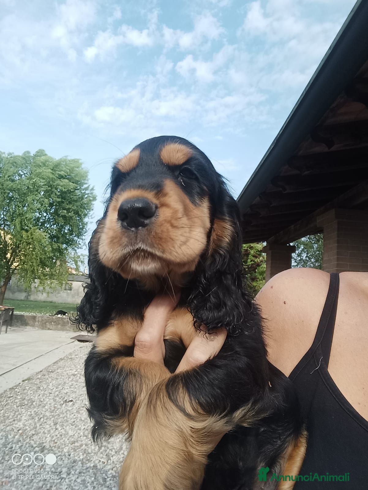 Cocker cani Cuccioli cocker  - Annuncio 1