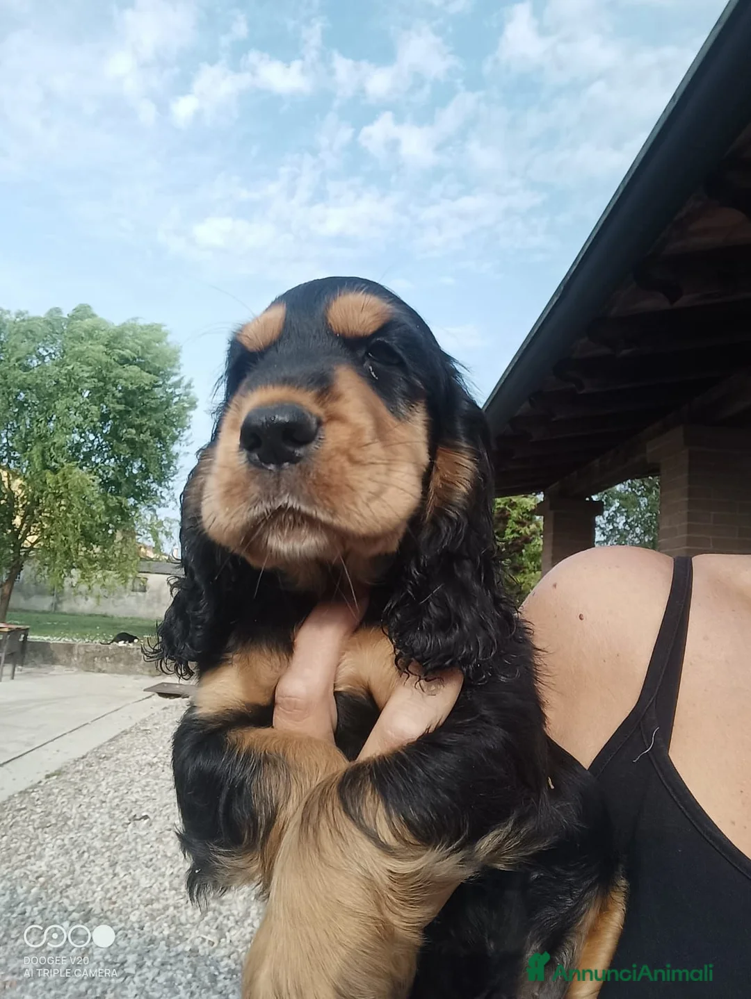 Cocker cani in vendita: Cuccioli cocker  - Annuncio 1
