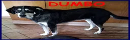 Meticcio cani in regalo: DUMBO simpaticone aspetta.... a Città metropolitana di Milano - Annuncio 6