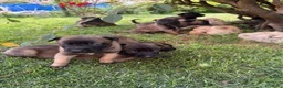Beagle cani in vendita: Pastore belga Malinois  - Annuncio 10
