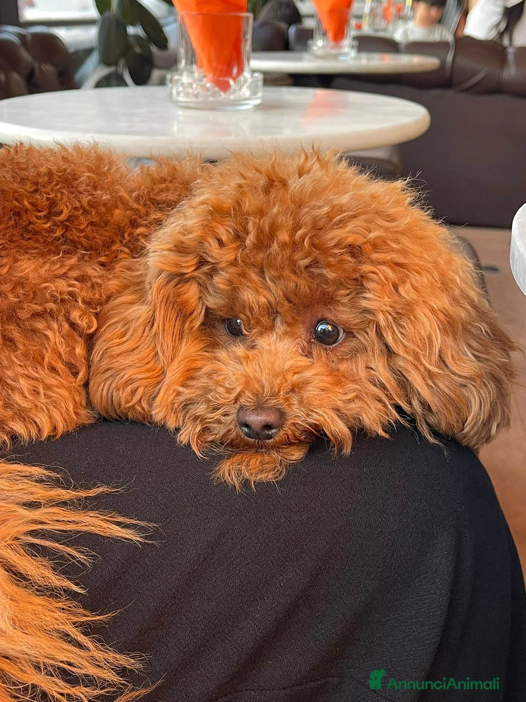 Barboncino Toy cani in vendita: Dino cerca casa  - Annuncio 2