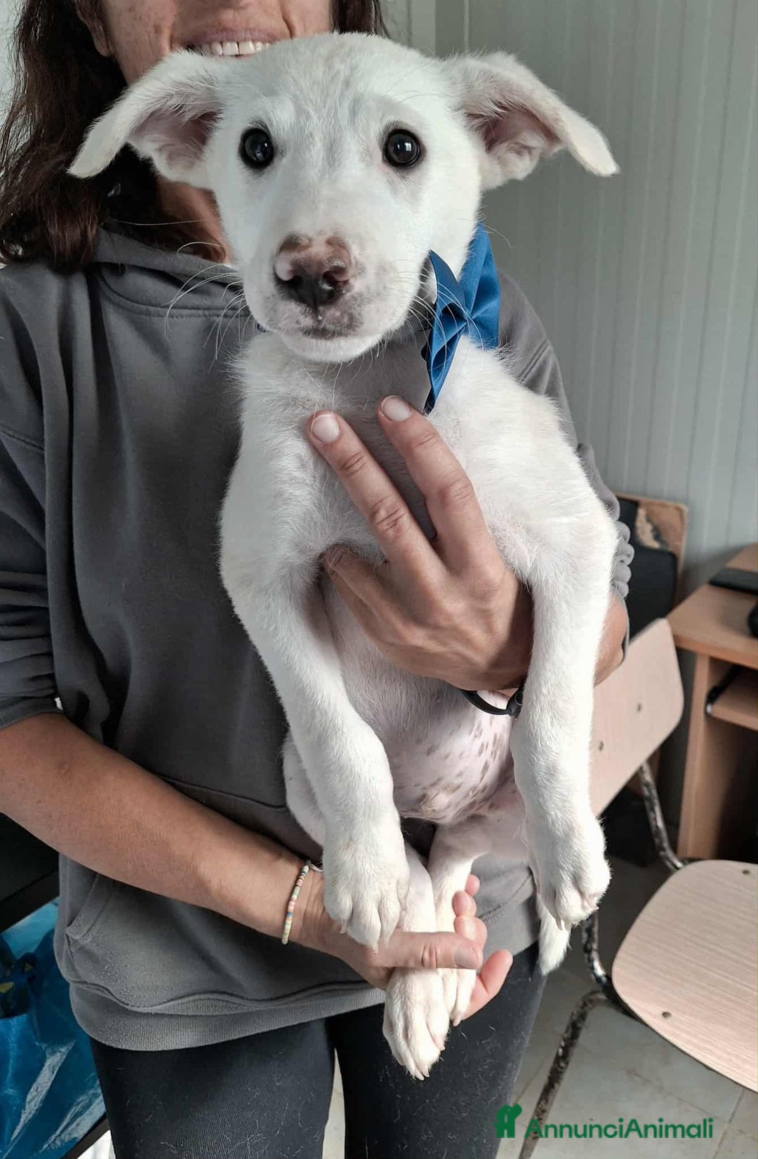 Altre razze cani in regalo: Dalton ed Erik in adozione - Annuncio 3