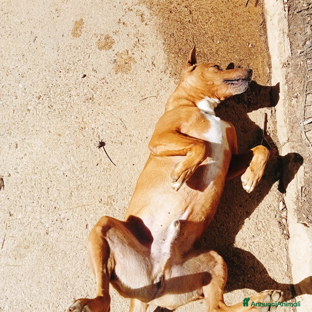 Meticcio cani in regalo: Ciro simil Pitbull 6anni aspetta ancora.LIVORNO a Città Metropolitana di Milano - Annuncio 5