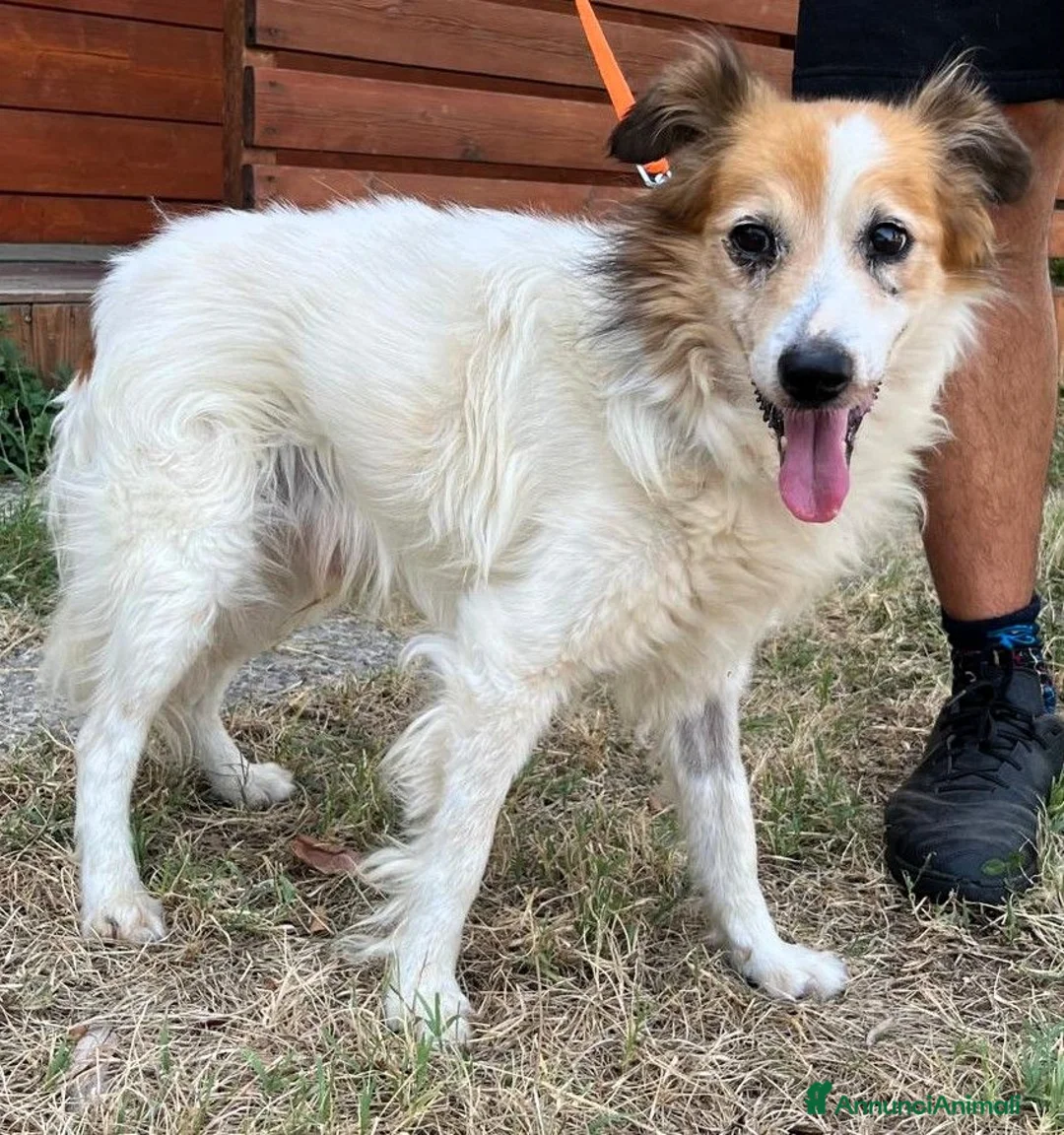 Meticcio cani in regalo: MAX TENERO CAGNOLINO - Annuncio 1