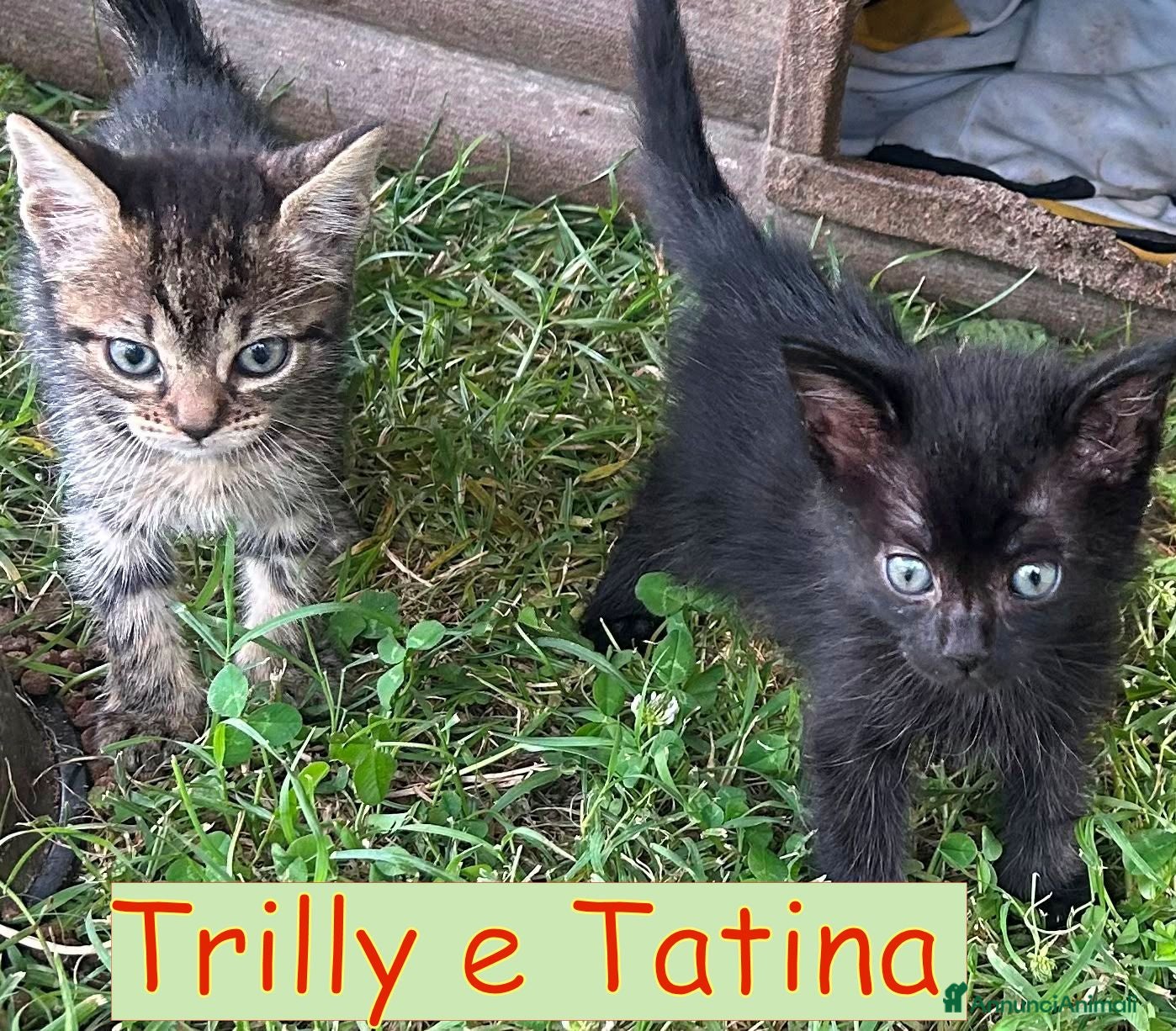 Europeo gatti TRILLY e TATINA  sorelline a pelo lungo   - Annuncio 5