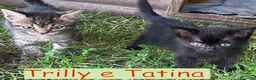 Europeo gatti in regalo: TRILLY e TATINA  sorelline a pelo lungo   - Annuncio 1