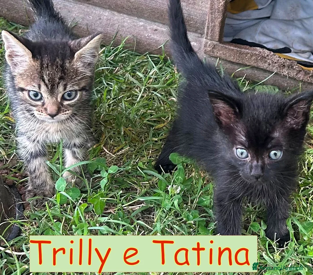 Europeo gatti in regalo: TRILLY e TATINA  sorelline a pelo lungo   - Annuncio 1