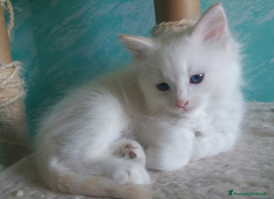 Immagine della galleria {{count}}