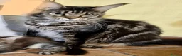 Maine Coon gatti in vendita: Cuccioli Maine Coon ANFI – Il Sogno di Lola - Annuncio 4