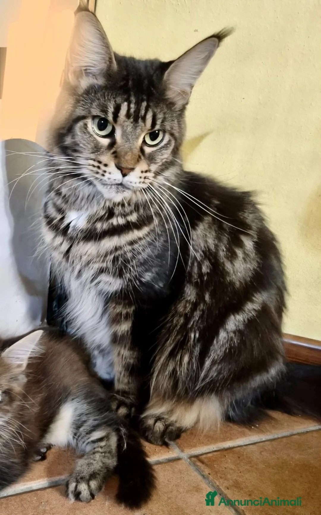 Maine Coon gatti in vendita: Cuccioli Maine Coon ANFI – Il Sogno di Lola - Annuncio 4