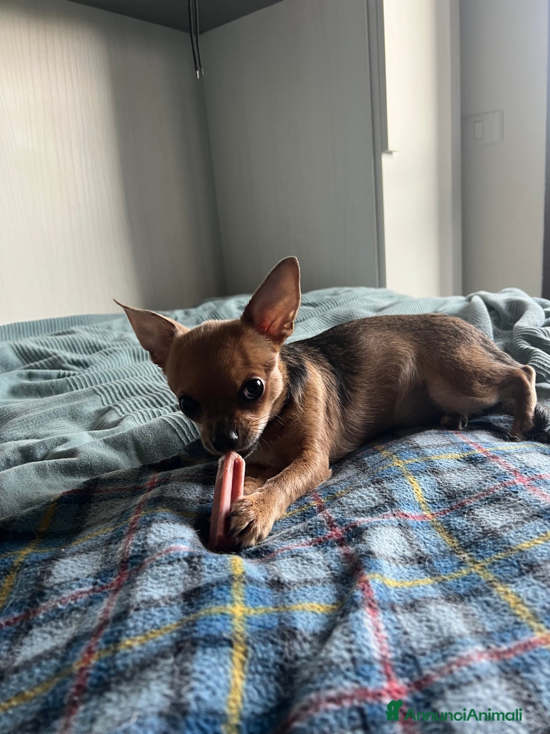 Chihuahua cani in vendita: Femmina pedigree colore fulvo - Annuncio 6