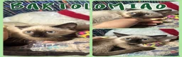 Europeo gatti in regalo: Gattini in adozione  - Annuncio 2