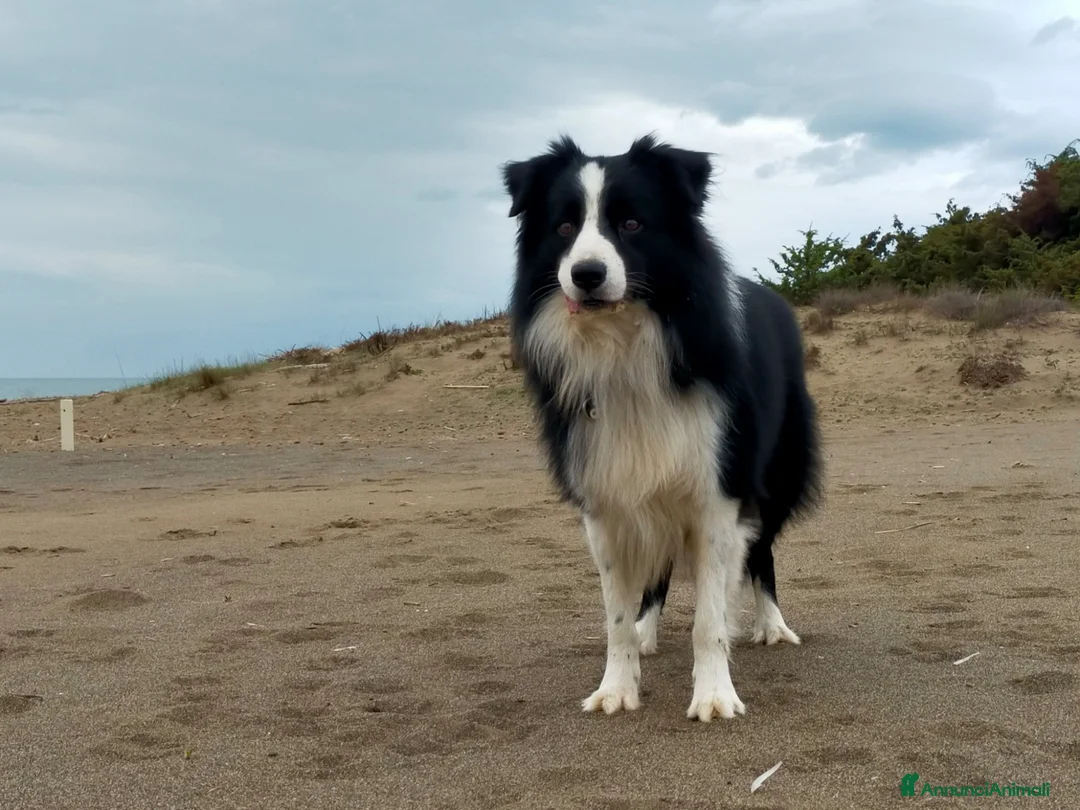 Border Collie cani per accoppiamento: Border Collie disponibile per accoppiamento - Annuncio 3