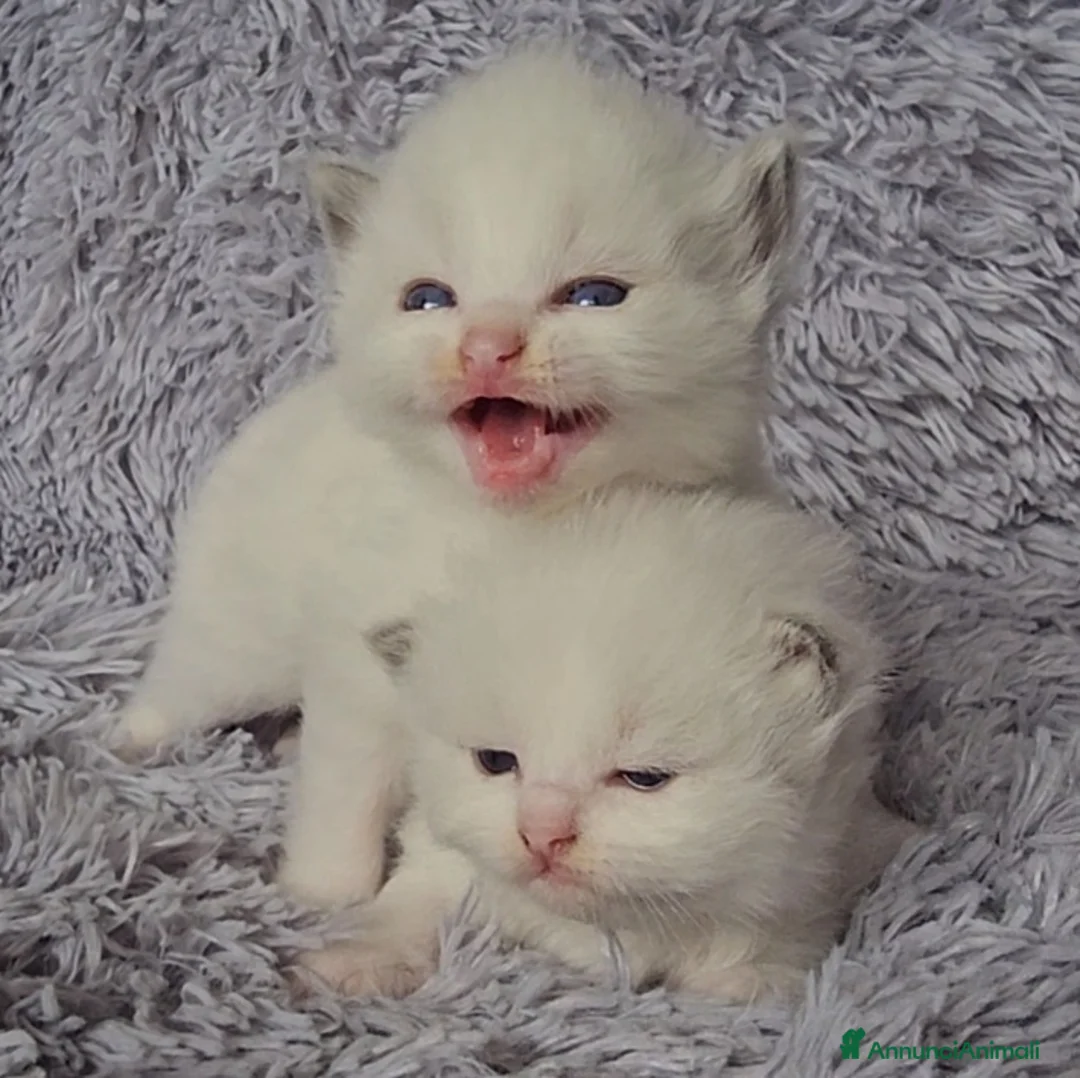 Immagine della galleria {{count}}