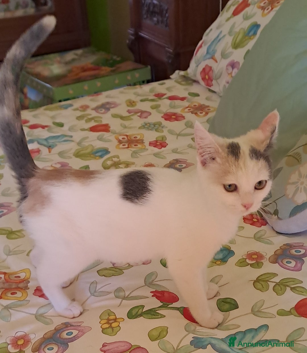 Altre razze gatti in regalo: Jenna, Jolie, jet e Jordan in cerca di casa  a Città metropolitana di Roma Capitale - Annuncio 3