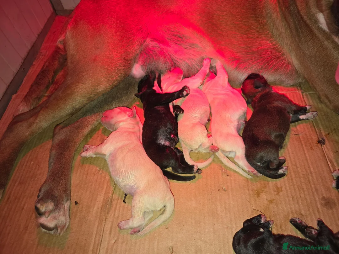 Boxer cani in vendita: Boxer cucciolo - Annuncio 3